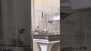 Чечетка (Acanthis flammea) в домашних условиях🐦⬛ певчие птицы России🪺