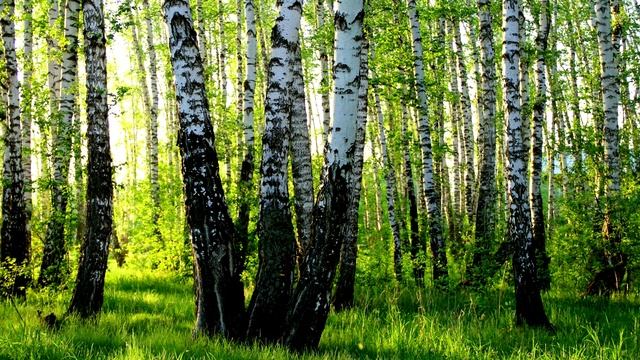 "Возращение домой" смотреть онлайн