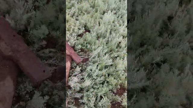 Копаю черный лом !!!!