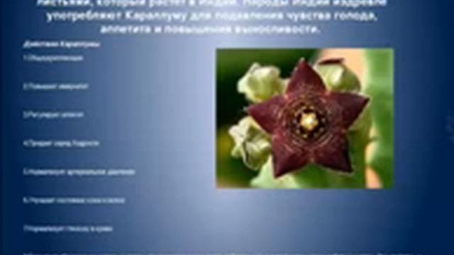 Skinny Body Care Школа по продукту Наталья Щербакова 16 11 13г смотреть онлайн