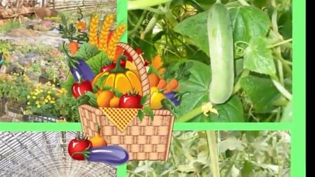 Правильное питание  залог здоровья
