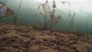 Давление 734мм, глубина 1,5м - окунь стоит у дна и ни чего ему не нужно