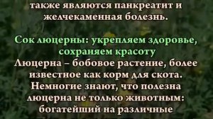 Люцерна посевная Эраконд