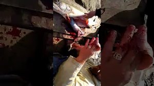 чем питается щука крыса в желудке у рыбы