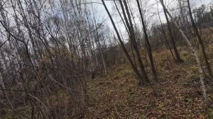 охота с легавой на вальдшнепа