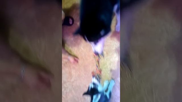 Хаски папа Буран учит сына Тайфун смотреть онлайн