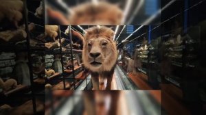 Музей естественных наук Барселоны  05.11.2023 год