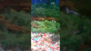 Как поднять мальки. Как кормить малька