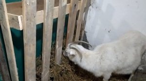 Строительство кормушки для козы