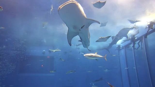 Visjes! смотреть онлайн