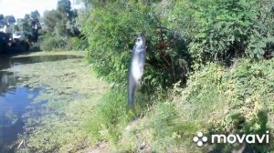 Сильний кльов!Ловля плотви на поплапопер!