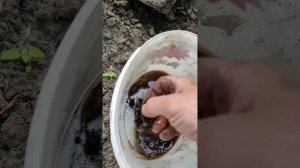 Проверяем ловушки на медведку.
