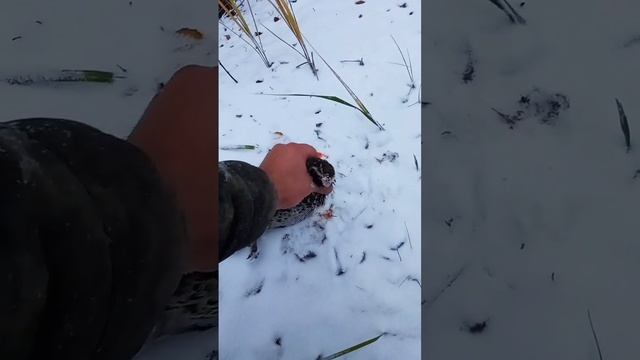 Рябчик! Цари ели их на ужин смотреть онлайн