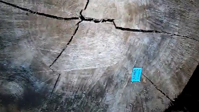 Нормандия. Заготовка строительного леса. смотреть онлайн