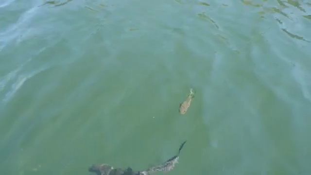 Archerfish смотреть онлайн