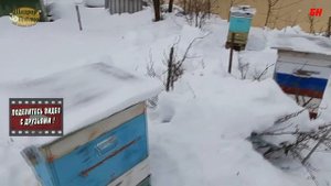 январь зимовка  все в порядке - верхняя вентиляция