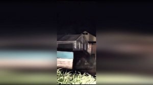 В Хакасии во двор частного дома залез медведь