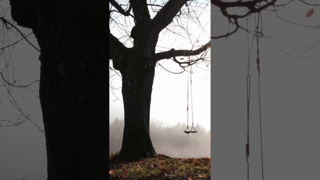 Secrets of the Forest Swing: A Tale of the Rope Tree Swing