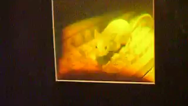 Музей голограмм - Hologram Museum