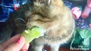 Кошка ест огурец