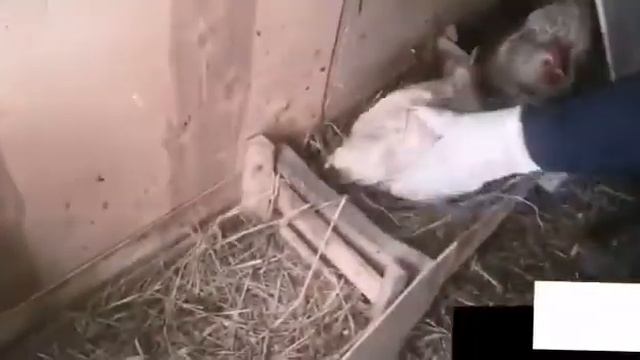 Куры зимой смотреть онлайн