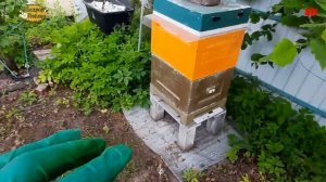 пчеловодство, жара на пасеке помогаем пчелам с вентиляцией