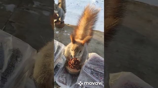 чучело и ягоды продукты севера