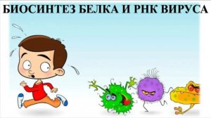 Разбор задачи на биосинтез белка и вирусную РНК 52879.