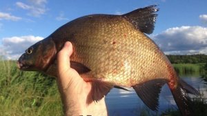 Лещ идет к вам в 3 подхода! На какой подход будет самый лучший клёв?