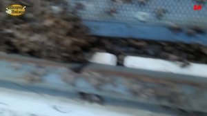 пчеловодство, убираю подмор, чистка доньев