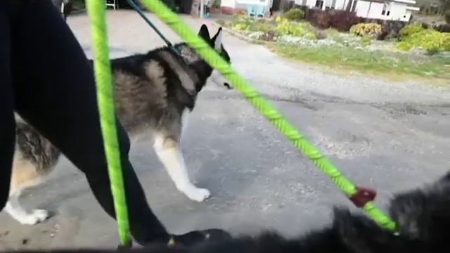 Durable Slip Rope Dog Leash