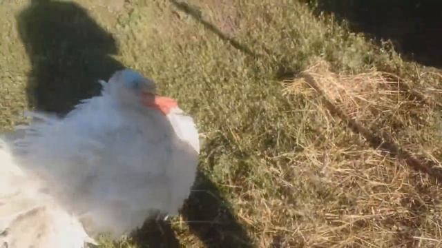 )козы содержание индюков смотреть онлайн