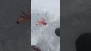 Улов раков Простое приспособление для ловли раков Зимой