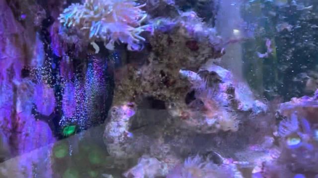 Морской аквариум. Борьба с водорослями. Часть 2.