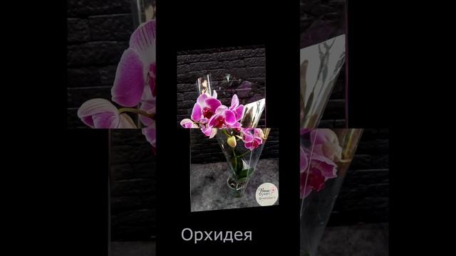 Комнатные растения Новомосковск. Большой выбор комнатных цветов.  Доставка по региону.