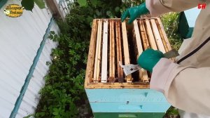 многокорпусное содержание пчеловодство 2023