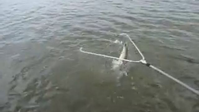 Джиговая ловля судака
