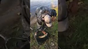 Рыбалка на Волге сазан