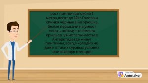 все о пингвинах
