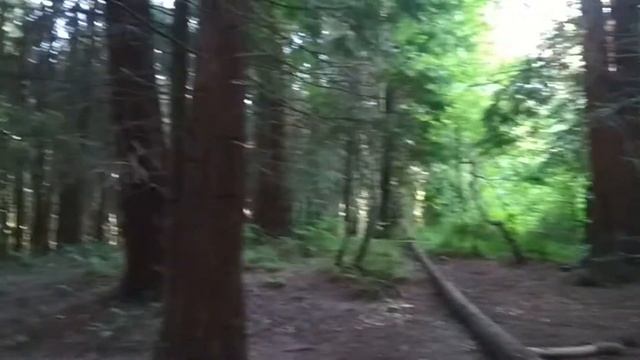 Сочи  Экскурсия по лесу