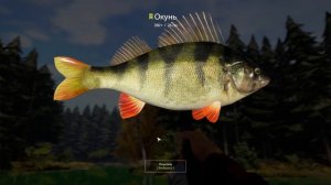 ПРОХОЖДЕНИЕ ИГРЫ РУССКАЯ РЫБАЛКА 4