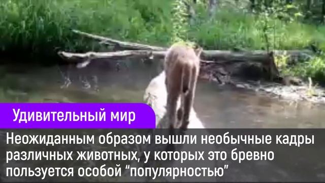 Удивительный мир - съёмка скрытой камерой смотреть онлайн