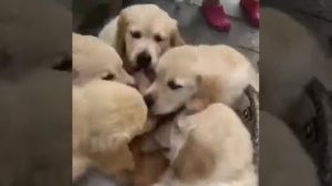 жизнь собак и кошек,отношения животных к животным собаки лижут котика