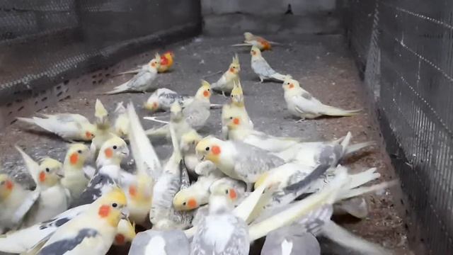 Вечернее кормление. Кареллы у кормушки.