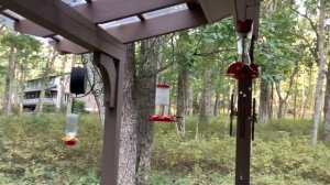 Колибри-пчелки пьют сладкий сироп на обед /Hummingbirds in Pennsylvania