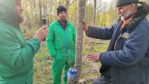 Прививка груши на рябину. результат через год