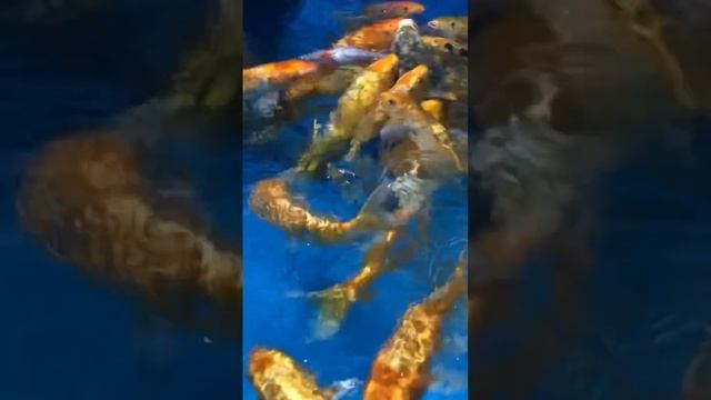 Fish feeder смотреть онлайн