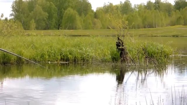 #Ловля #карася на #фидер. смотреть онлайн