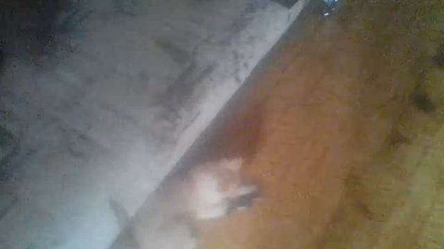 Кот ловит акулу и ищит мяч смотреть онлайн