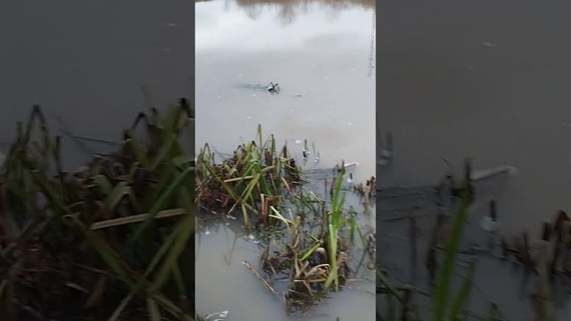 Безрезультатный поход с сыном на рыбалку, на речку Бабка смотреть онлайн